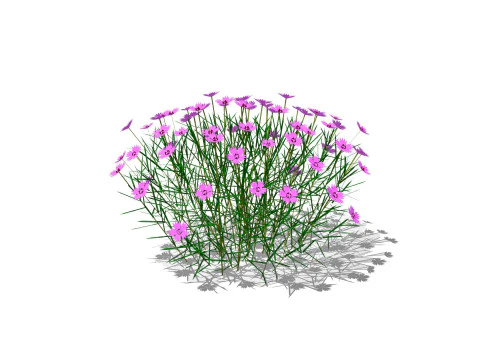 Dianthus plumarius 3D Model
