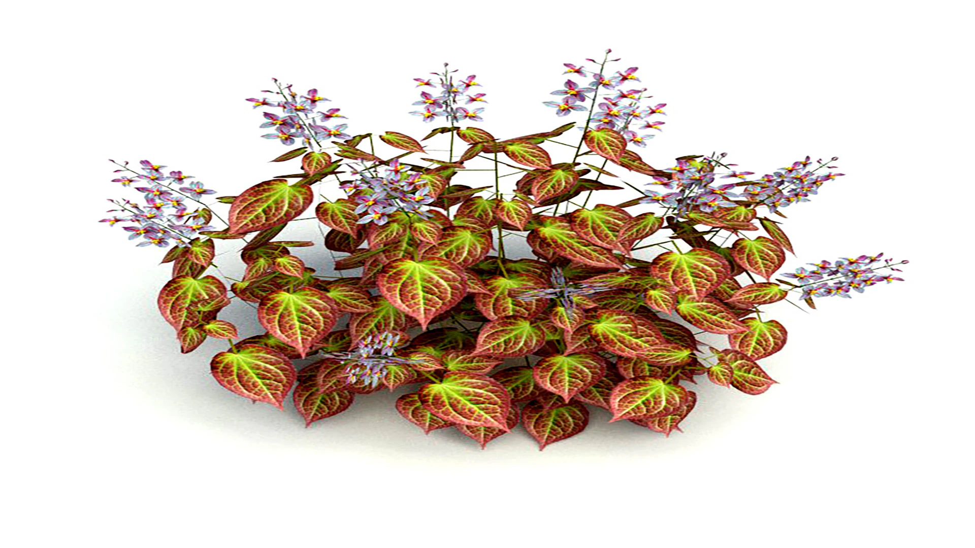 Epimedium x rubrum-Barrenwor 3D Model .c4d .max .obj .3ds .fbx .stl .blend