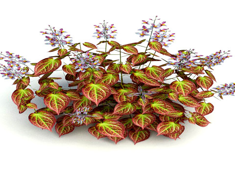 Epimedium x rubrum-Barrenwor 3D Модель