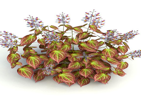 Epimedium x rubrum-Barrenwor 3D Model