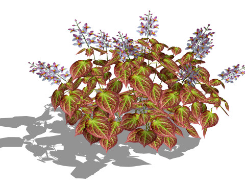 Epimedium x rubrum-Barrenwor 3D Model