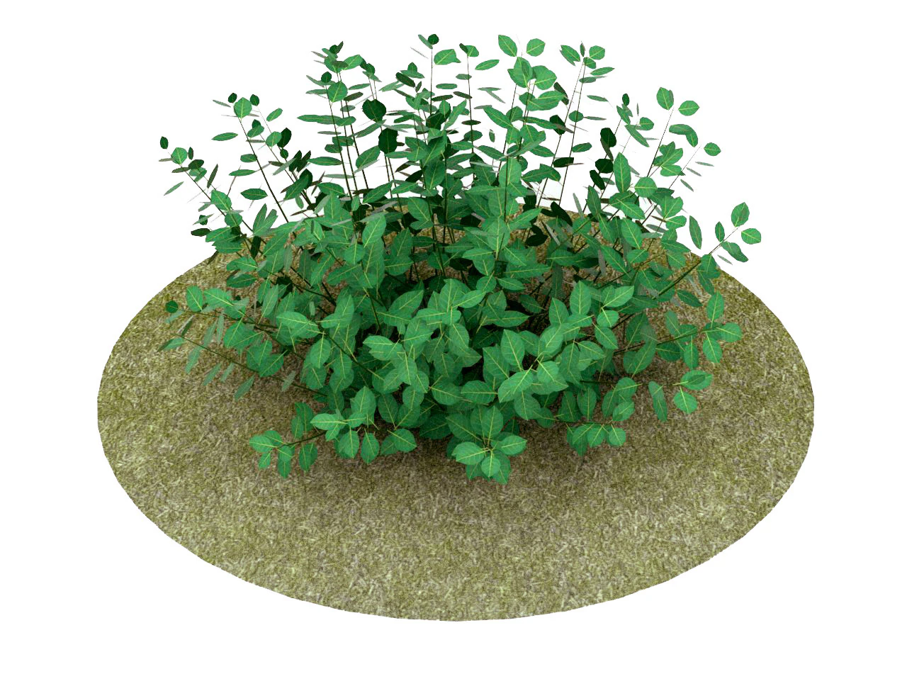 Euonymus Fortunei 3D Model .c4d .max .obj .3ds .fbx .stl .blend 