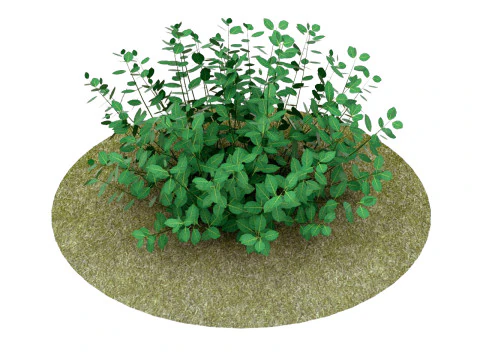Euonymus Fortunei 3D Model