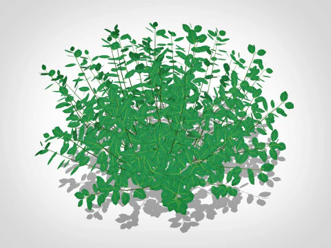 Euonymus Fortunei 3D Model