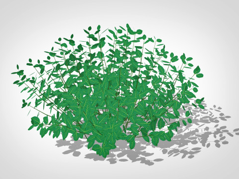 Euonymus Fortunei 3D Model
