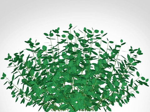 Euonymus Fortunei 3D Model