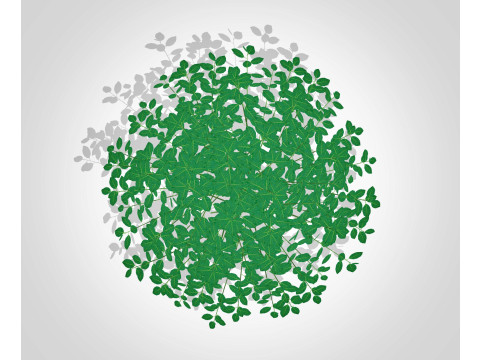 Euonymus Fortunei 3D Model