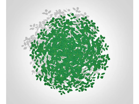 Euonymus Fortunei 3D Model