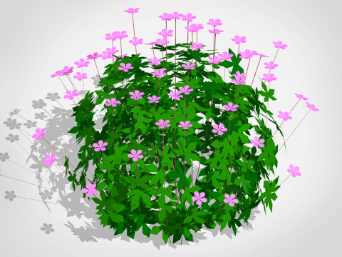 Geranium 3D Model