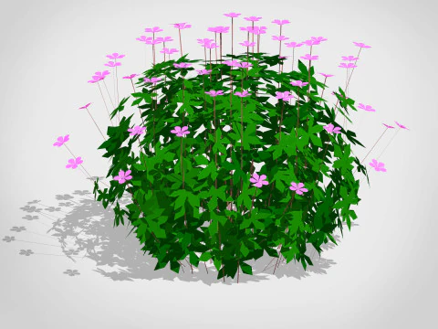 Geranium 3D Model