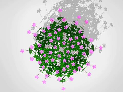 Geranium 3D Model