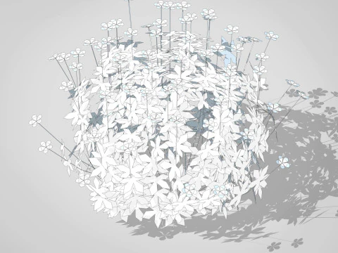 Geranium 3D Model
