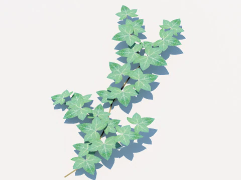 Hedera Helix - англійська плющовидная лоза 3D Модель