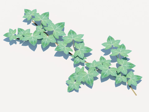 Hedera Helix - English Ivy-Vine 3D-Modell