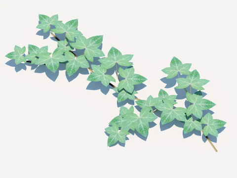 Hedera Helix - English Ivy-Vine 3D Model