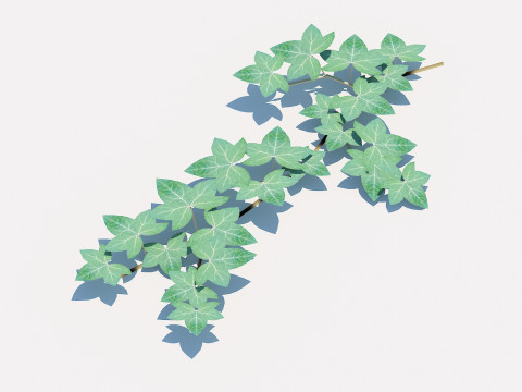 Hedera Helix - English Ivy-Vine 3D-Modell