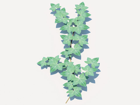 Hedera Helix - English Ivy-Vine 3D-Modell