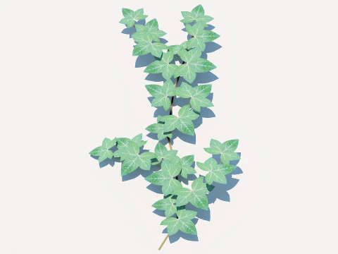 Hedera Helix - English Ivy-Vine 3D Model