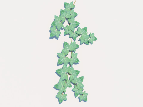 Hedera Helix - English Ivy-Vine 3D-Modell
