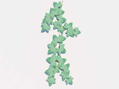Hedera Helix - English Ivy-Vine 3D Model