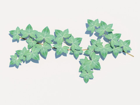 Hedera Helix - English Ivy-Vine 3D-Modell