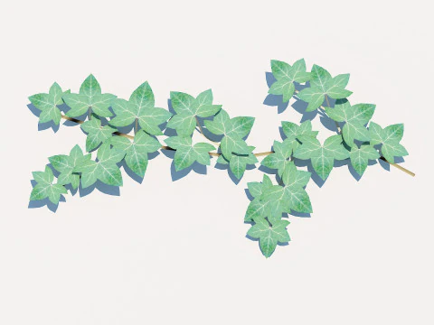 Hedera Helix - English Ivy-Vine 3D Model