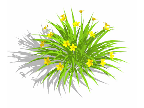 헤메로칼리스 3D 모델