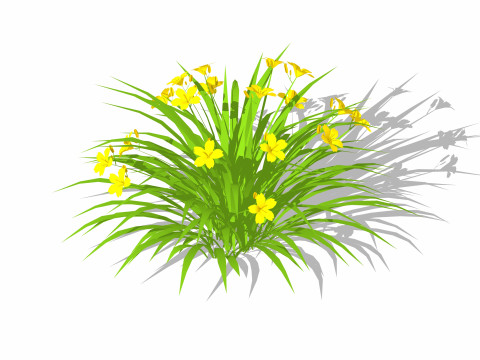 Hemerocallis 3D Model