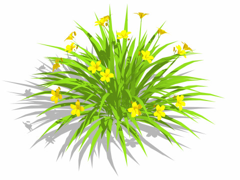 Hemerocallis 3D Model
