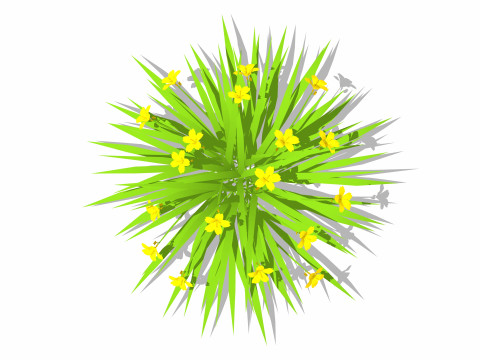 Hemerocallis 3D Model