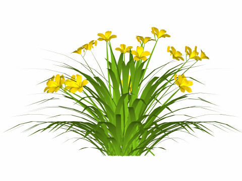 Hemerocallis 3D Model