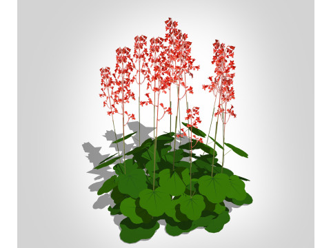 Heuchera sanguinea - coral bells Modèle 3D