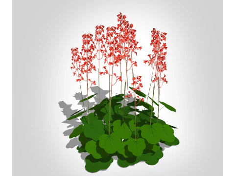 Heuchera sanguinea - sinos de coral Modelo 3D
