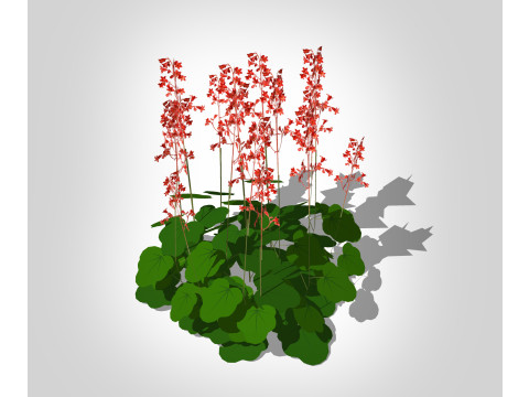 Heuchera sanguinea - coral bells 3D Model