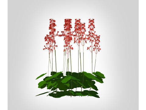 Heuchera sanguinea - coral bells 3D Model