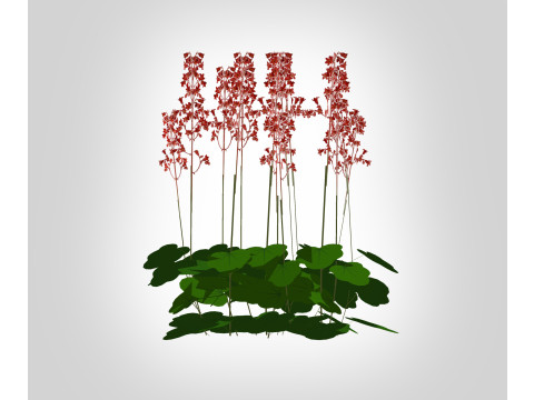 Heuchera sanguinea - coral bells 3D Model