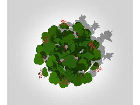 Heuchera sanguinea - coral bells 3D Model