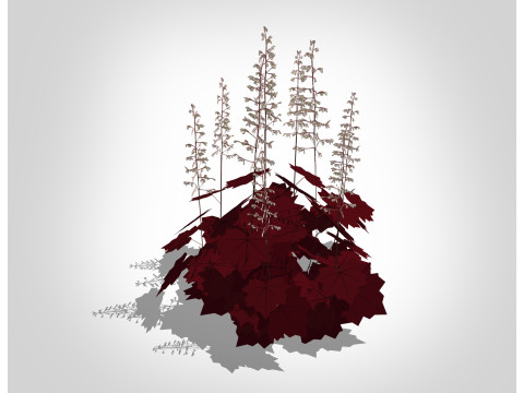 Heuchera purple - coral bells 3D Model
