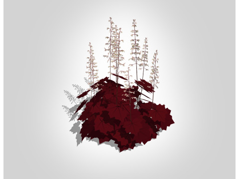 Heuchera purple - coral bells Modello 3D