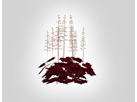 Heuchera purple - coral bells Modello 3D