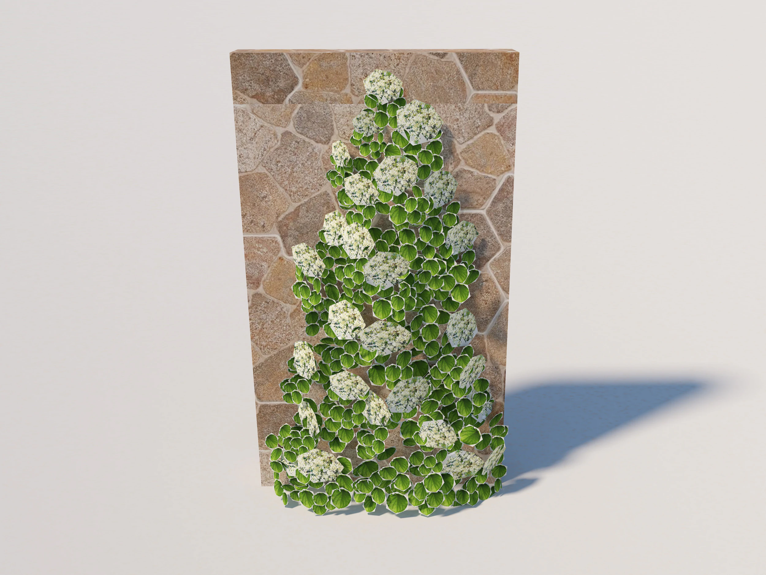 Hydrangea petiolaris - Climbing hydrangea 3D Model .c4d .max .obj .3ds .fbx .stl .blend 