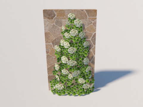 Hydrangea petiolaris - Climbing hydrangea 3D Модель
