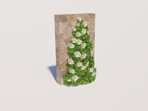 Hydrangea petiolaris - Climbing hydrangea 3D Model