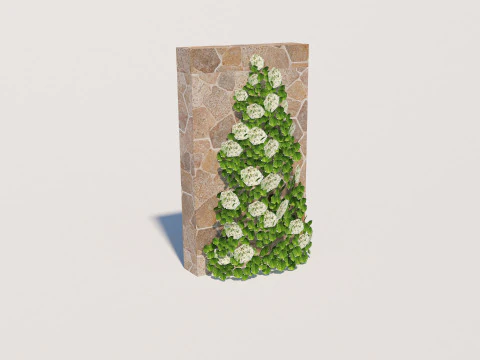 Hydrangea petiolaris - Climbing hydrangea 3D Model