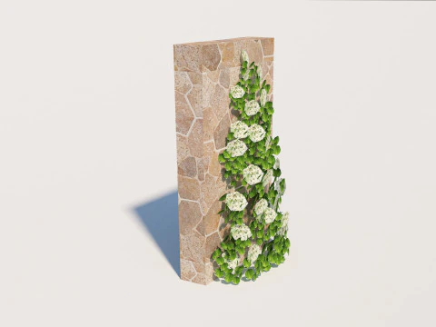 Hydrangea petiolaris - Climbing hydrangea 3D Model
