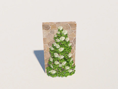 Hydrangea petiolaris - Climbing hydrangea 3D Model