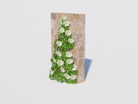 Hydrangea petiolaris - Climbing hydrangea 3D Model