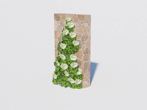Hydrangea petiolaris - Climbing hydrangea 3D Model