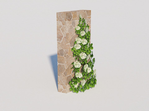 Hydrangea petiolaris - Climbing hydrangea 3D Model
