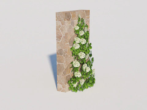 Hydrangea petiolaris - Climbing hydrangea 3D Model